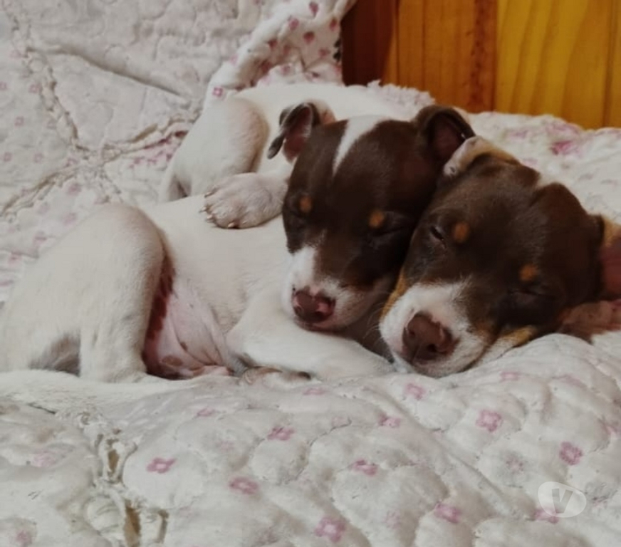 Gatos en Venta Valparaíso Valparaíso - Fotos de Terrier chileno marrón