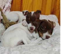 Terrier chileno marrón