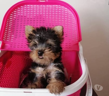 Gatos en Venta La Florida Santiago - Fotos de Yorkshire micro toy $130.000
