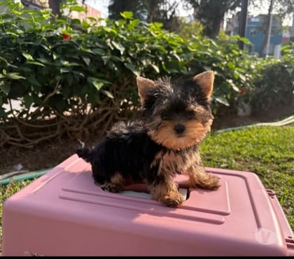 Gatos en Venta La Reina Santiago - Fotos de Yorkshire micro toy $150.000
