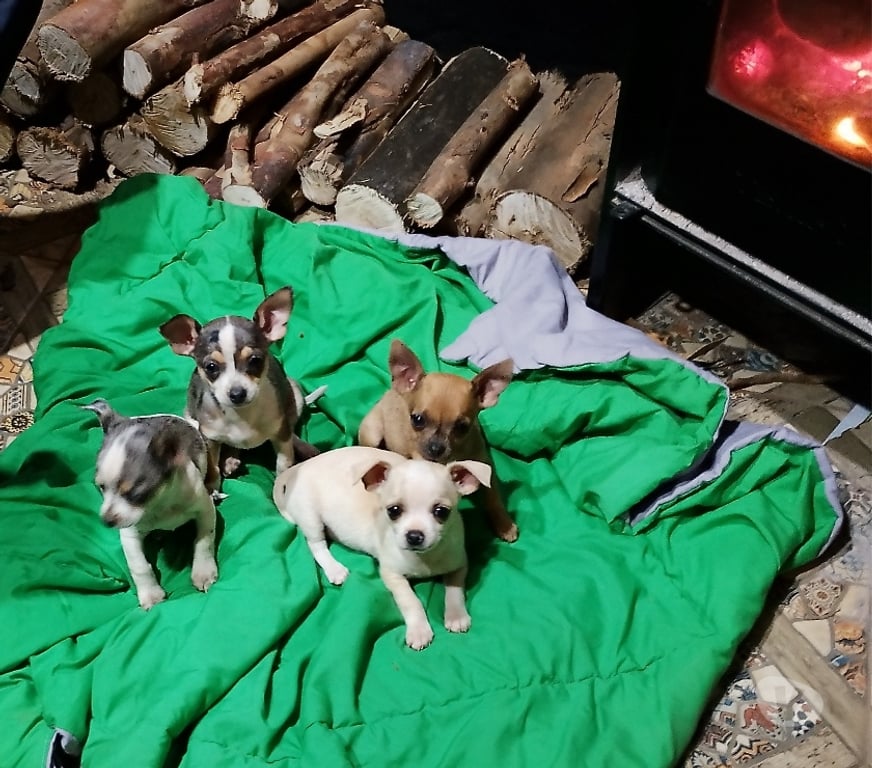 Gatos en Venta Santiago Ñuñoa - Fotos de Bellos Chihuahuas