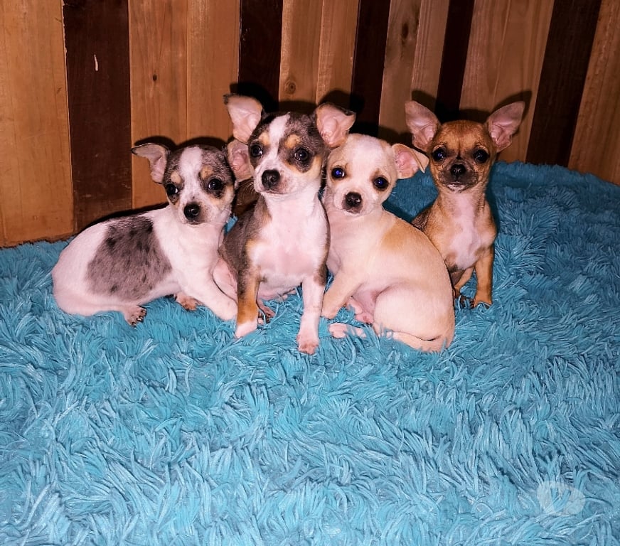 Gatos en Venta Santiago Ñuñoa - Fotos de Bellos Chihuahuas