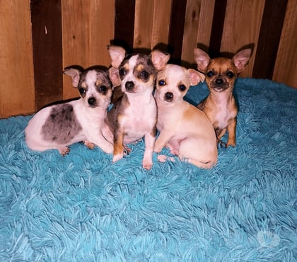 Venta de Mascotas Ñuñoa Santiago - Fotos de Bellos Chihuahuas