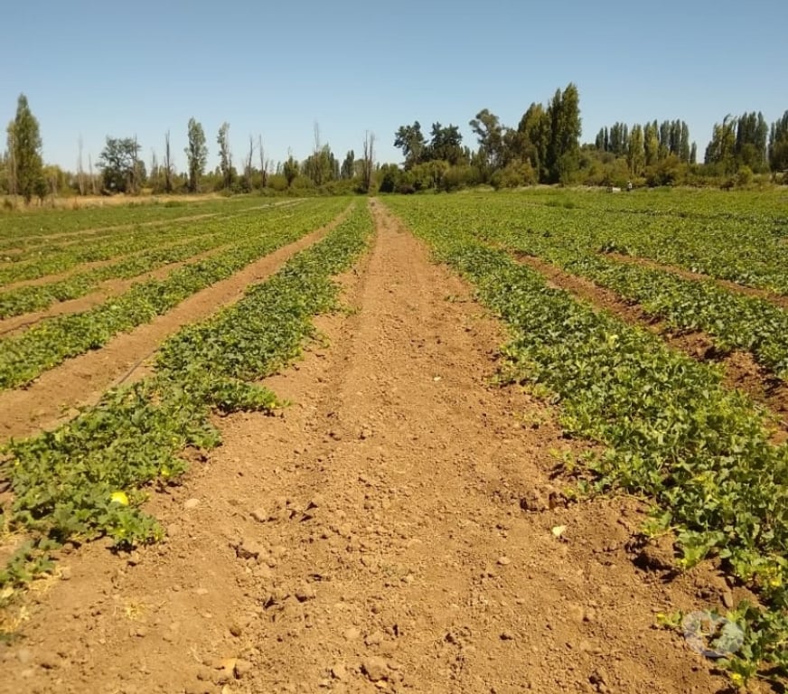 Proyectos inmobiliarios Linares Longav - Fotos de venta de campo con rol y casas