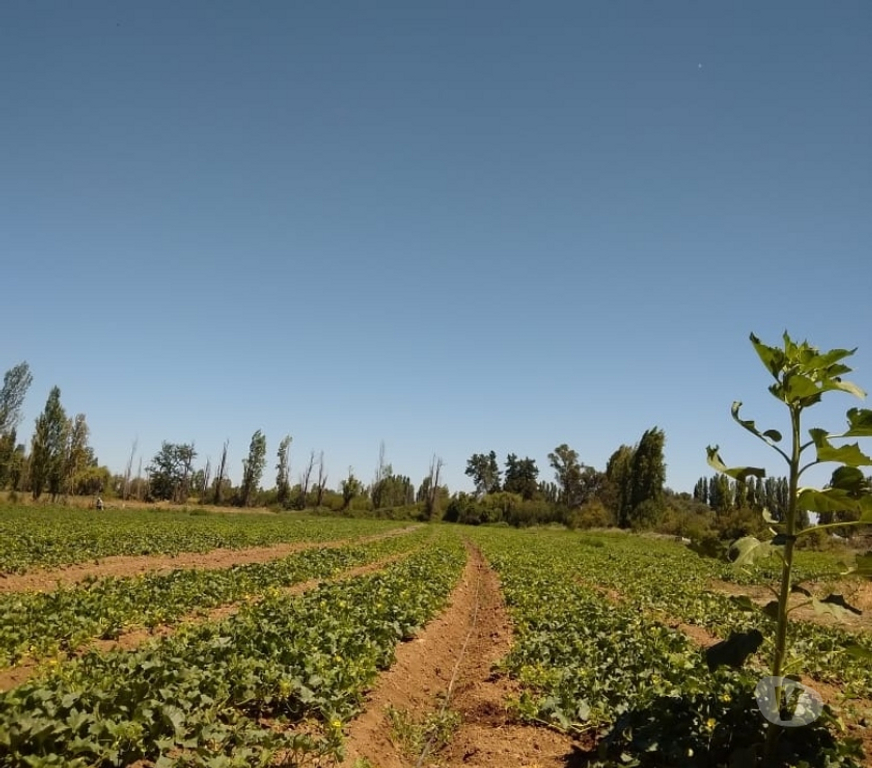 Proyectos inmobiliarios Linares Longav - Fotos de venta de campo con rol y casas
