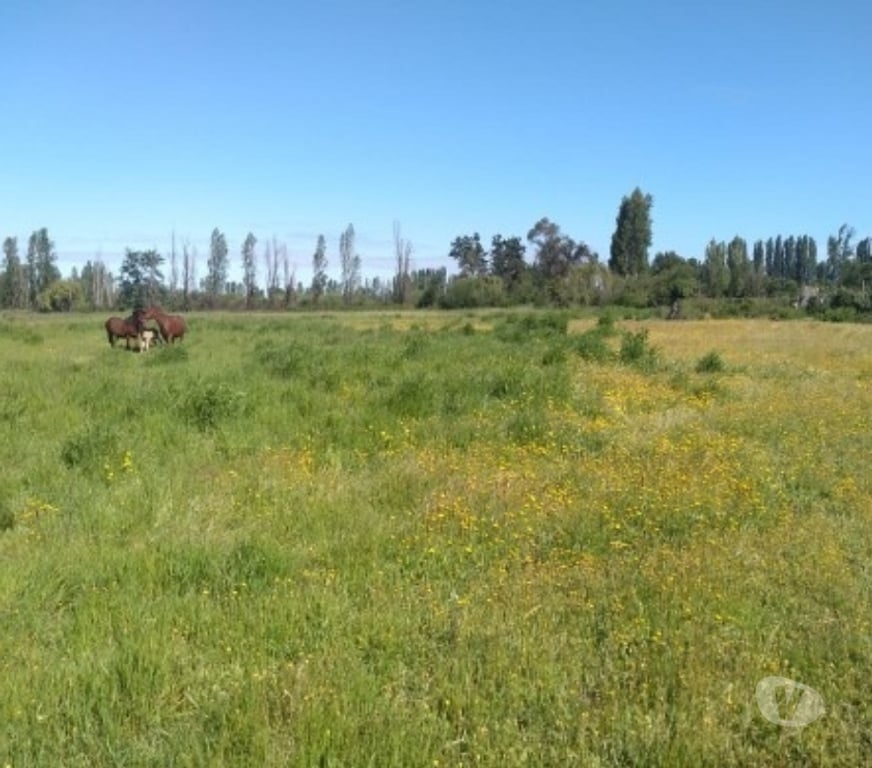 Proyectos inmobiliarios Linares Longav - Fotos de venta de campo con rol y casas