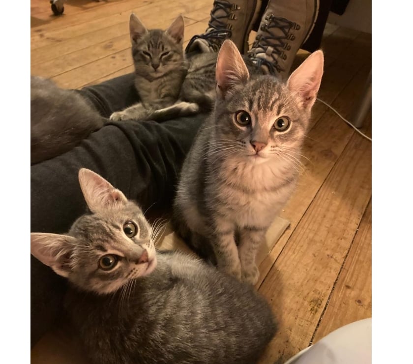 Adopción ed Animales Concepción Concepción - Fotos de SE REGALAN GATITOS DE TRES MESES Y MEDIO