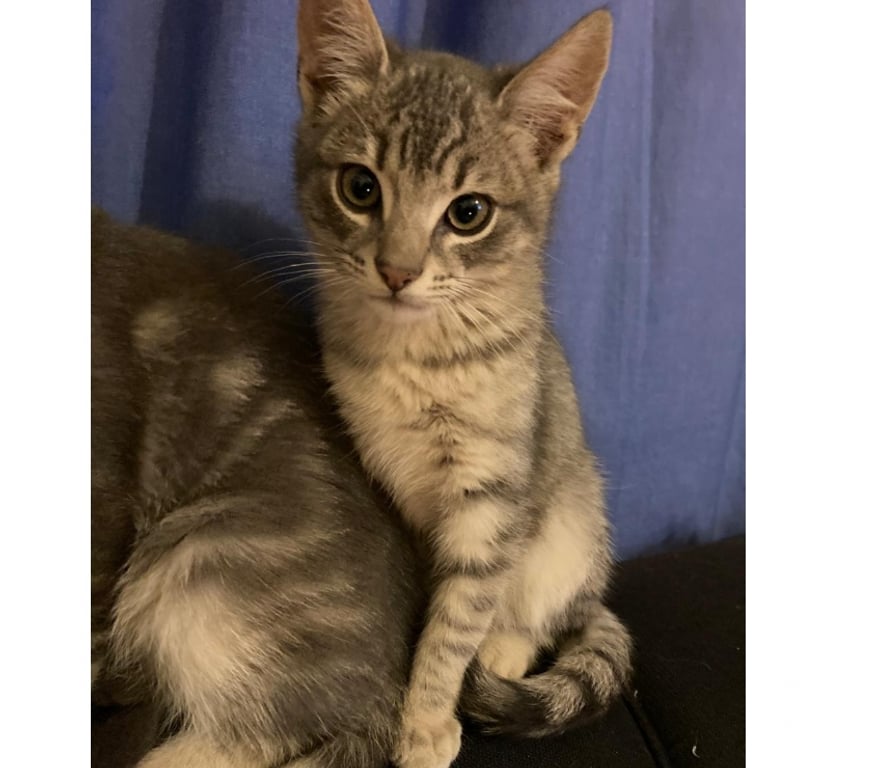 Adopción ed Animales Concepción Concepción - Fotos de SE REGALAN GATITOS DE TRES MESES Y MEDIO