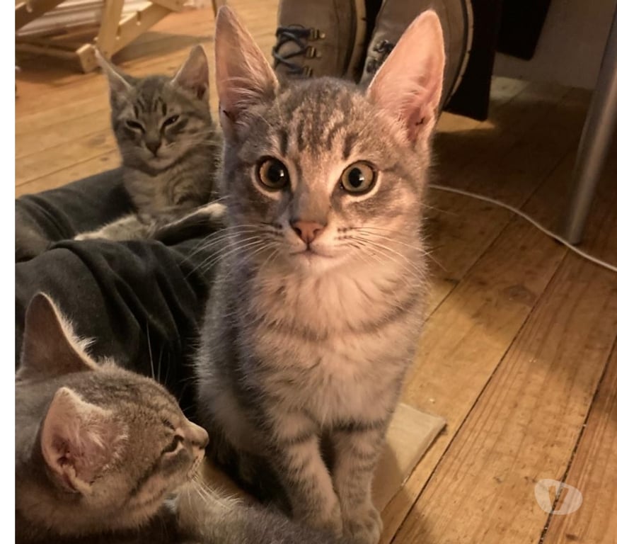 Adopción ed Animales Concepción Concepción - Fotos de SE REGALAN GATITOS DE TRES MESES Y MEDIO