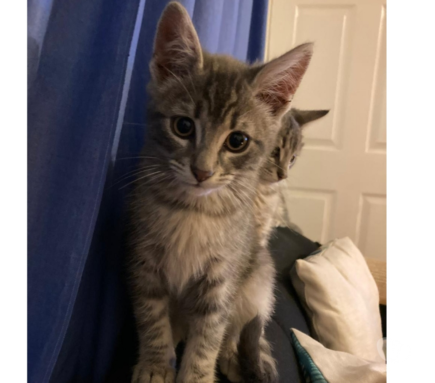 Adopción ed Animales Concepción Concepción - Fotos de SE REGALAN GATITOS DE TRES MESES Y MEDIO