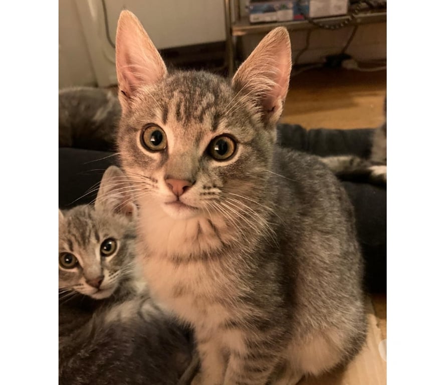 Adopción ed Animales Concepción Concepción - Fotos de SE REGALAN GATITOS DE TRES MESES Y MEDIO