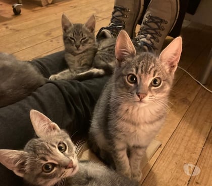 Adopción ed Animales Concepción Concepción - Fotos de SE REGALAN GATITOS DE TRES MESES Y MEDIO