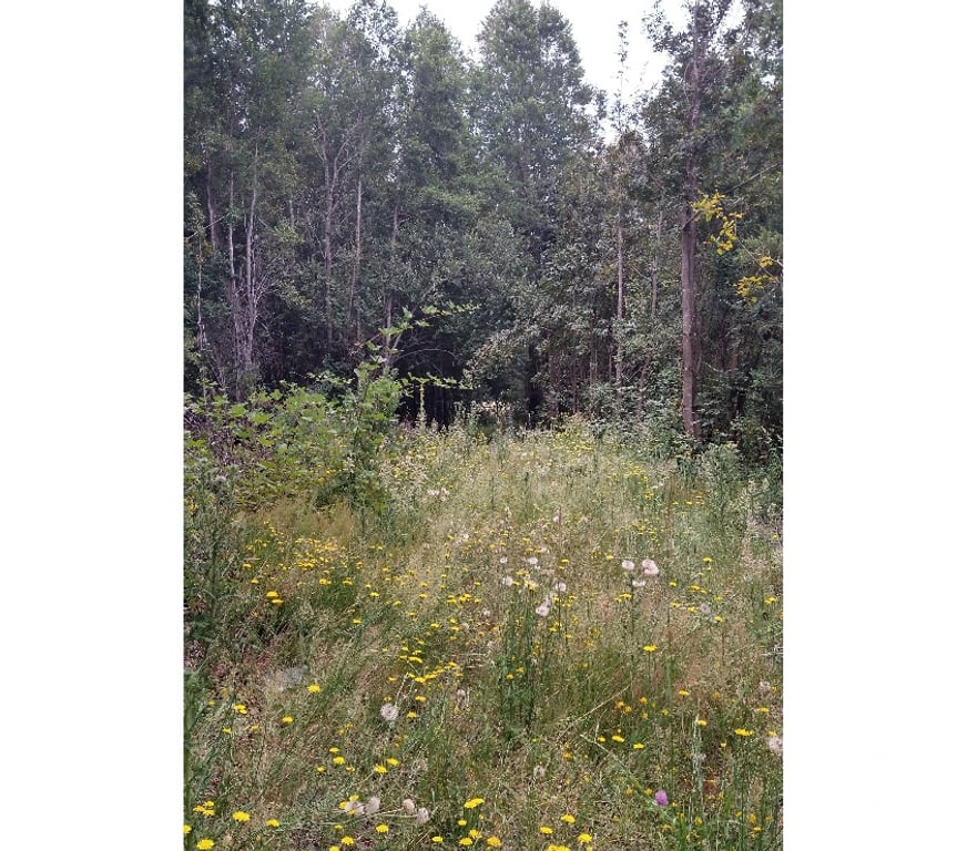 Venta de Haciendas Cautín Villarrica - Fotos de Parcelas sector molco