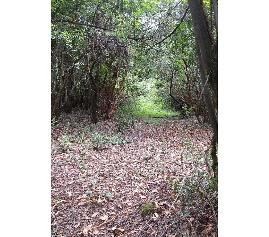 Venta de Haciendas Cautín Villarrica - Fotos de Parcelas sector molco
