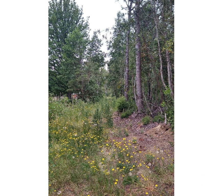 Venta de Haciendas Cautín Villarrica - Fotos de Parcelas sector molco