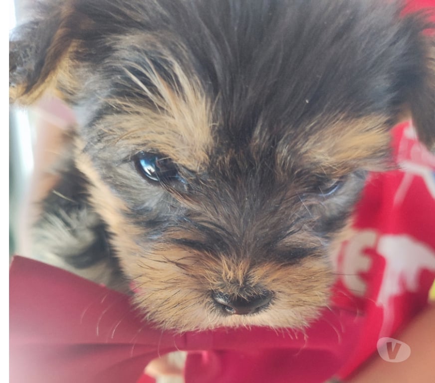 Gatos en Venta Melipilla María Pint - Fotos de Perros yorkshire