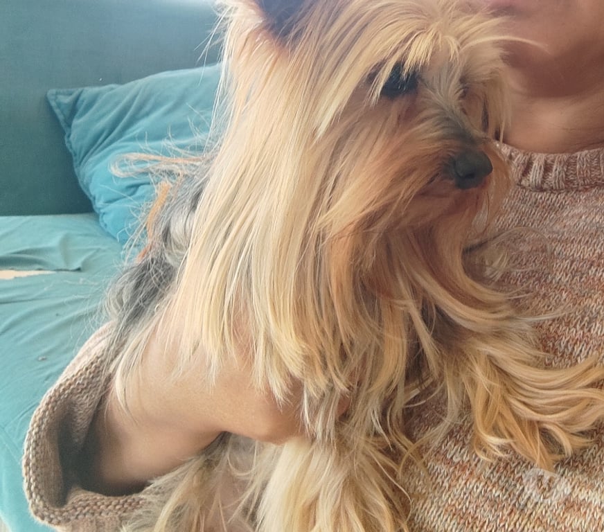 Gatos en Venta Melipilla María Pint - Fotos de Perros yorkshire