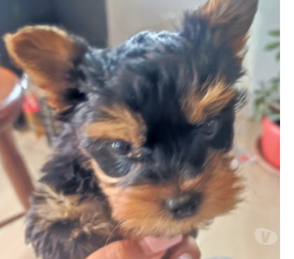 Mascotas en Venta María Pint Melipilla - Fotos de Perros yorkshire