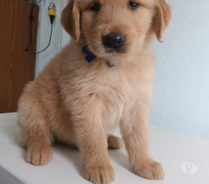 Gatos en Venta Concepción Concepción - Fotos de Golden retriever