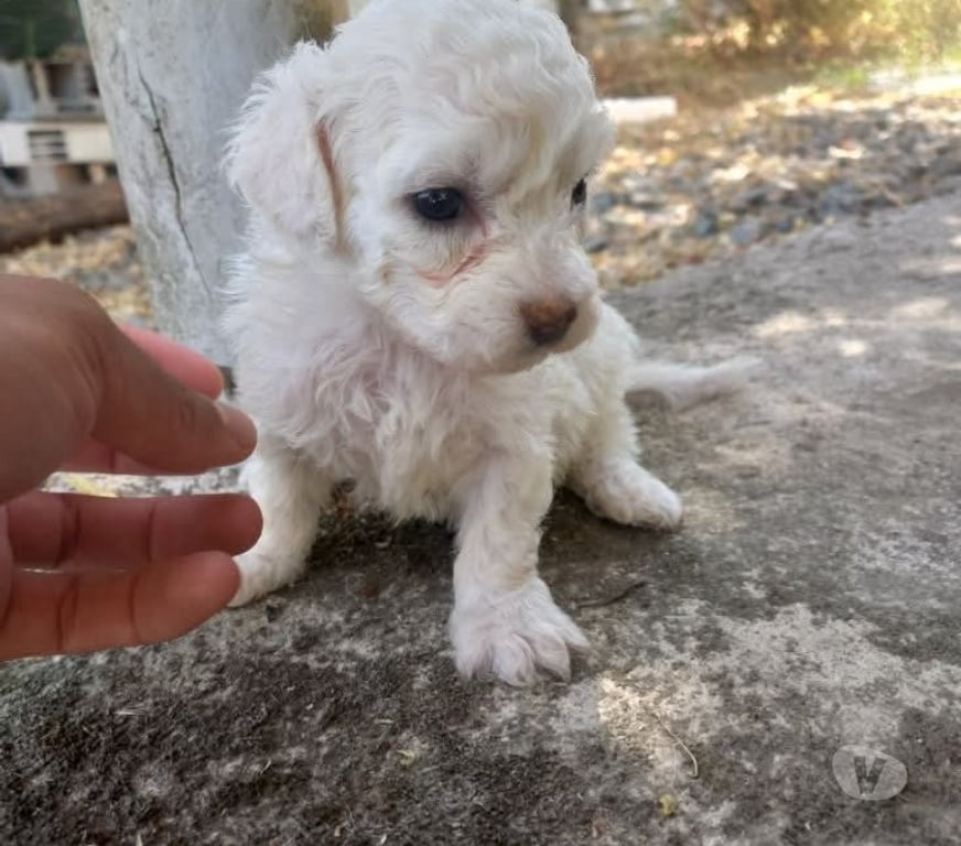 Gatos en Venta Concepción Concepción - Fotos de Poodle toy bellos