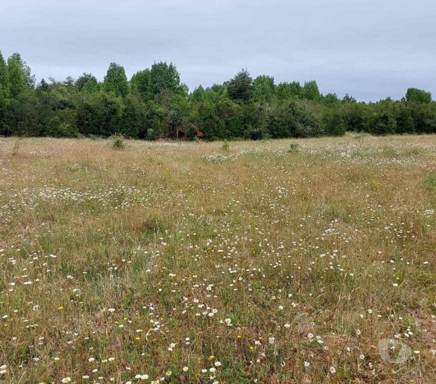 Parcelas en Venta Valdivia Valdivia - Fotos de Se vende Parcela 23.300 mt2