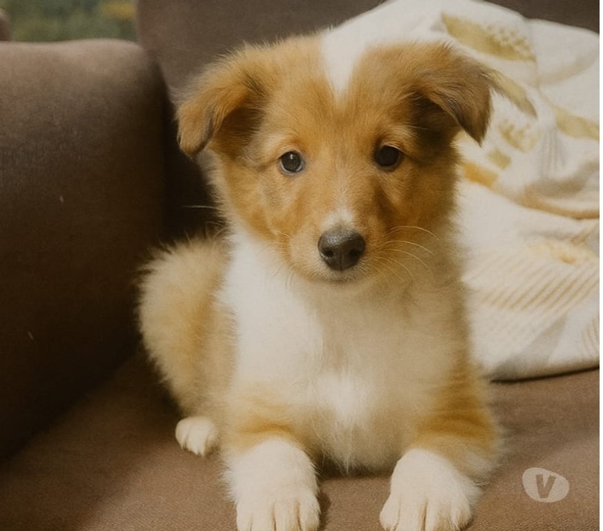 Gatos en Venta Llanquihue Puerto Montt - Fotos de Hermosos Rough Collie