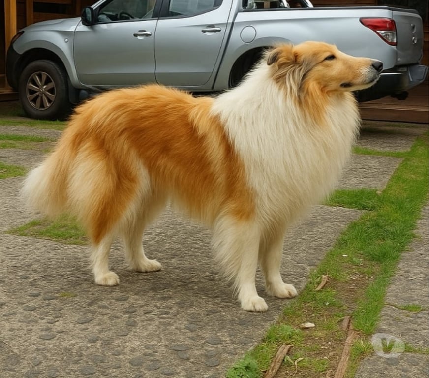 Gatos en Venta Llanquihue Puerto Montt - Fotos de Hermosos Rough Collie