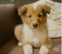 Hermosos Rough Collie