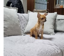 Bello chihuahua