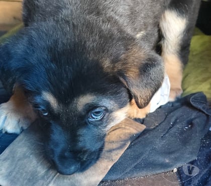 Mascotas en Venta Puerto Montt Llanquihue - Fotos de Pastor aleman cachorros