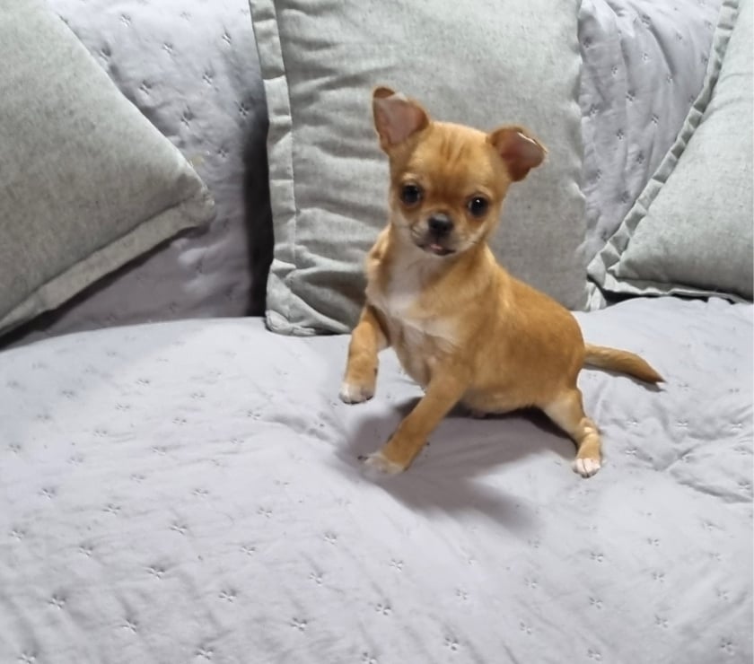 Cachorrito Chihuahua