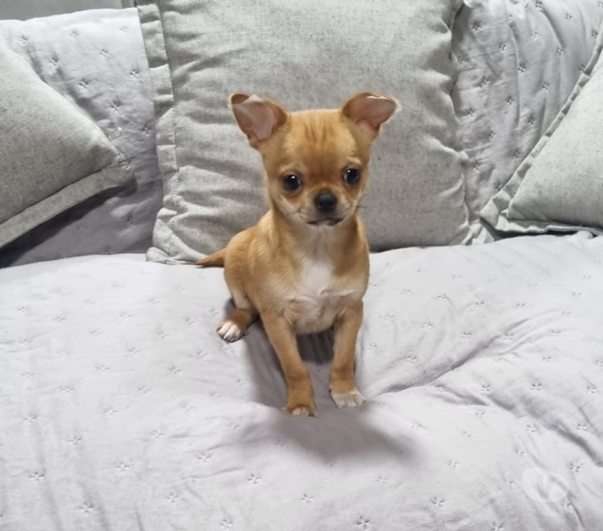 Gatos en Venta Santiago Recoleta - Fotos de Cachorrito Chihuahua