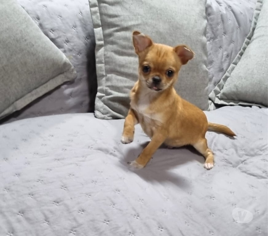Gatos en Venta Santiago Recoleta - Fotos de Cachorrito Chihuahua