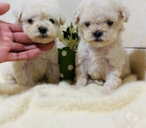 Poodle toy enanos