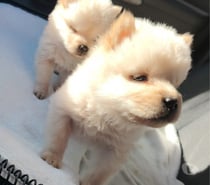 Cachorros chow chow crema
