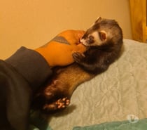Hurón de 4 meses muy juguetón y sociable