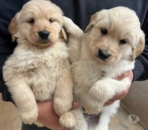 Raza golden retriever