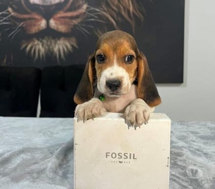 Gatos en Venta Santiago Santiago - Fotos de Basset hound tri color