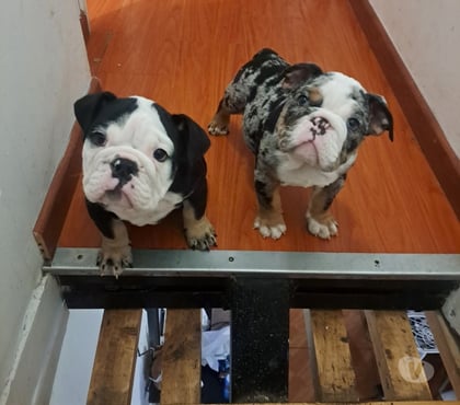 Perros en Venta Santiago Santiago - Fotos de Bulldog ingles rebajados