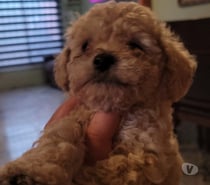 Mascotas poodle toy rubio