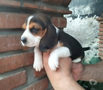 Beagles enanos tri color