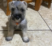 Schnauzer mini sal y pimienta