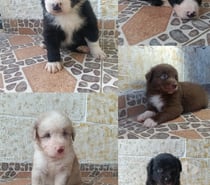 Border collie padres ala vista