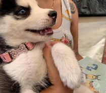 Cachorros husky siberiano