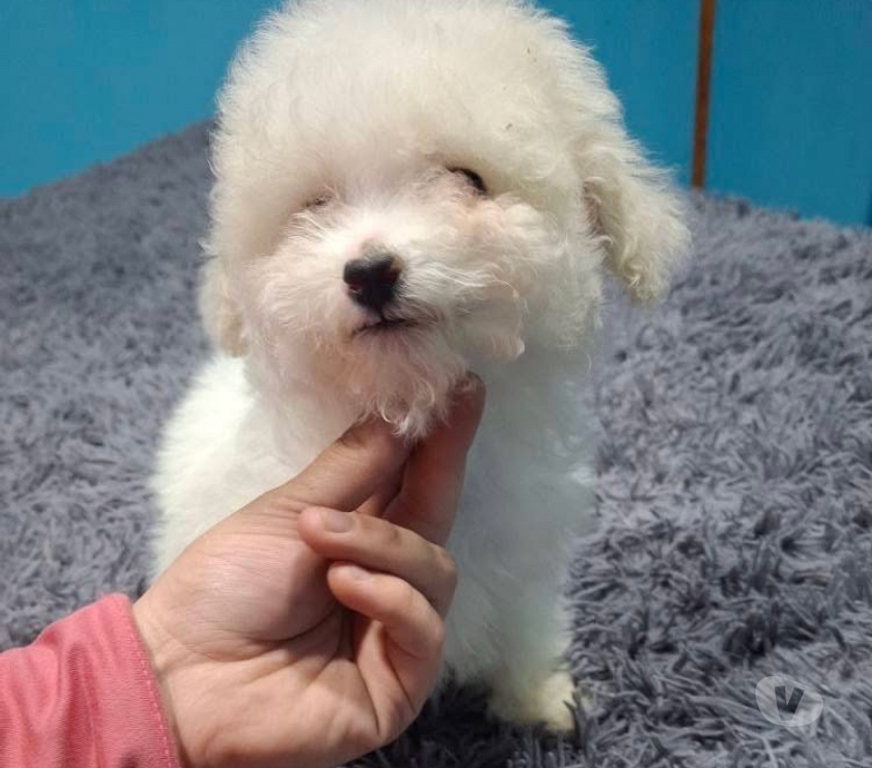 Gatos en Venta Antofagasta Antofagasta - Fotos de Poodle toy Antofagasta