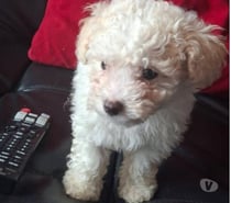 Poodle toy concepcion