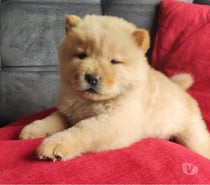Hermosos Chow Chow