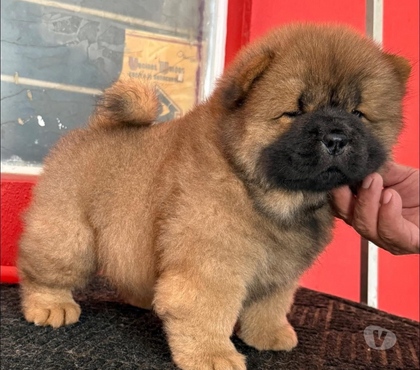 Venta de Mascotas Antofagasta Antofagasta - Fotos de Hermosos Chow Chow