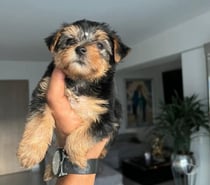 Yorkshire terrier en concepcion