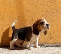 Beagles en concepcion